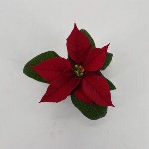 Weihnachtsstern mini - oben