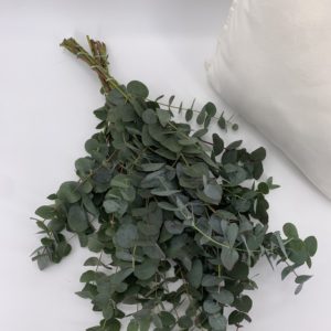 Eukalyptus im Bund