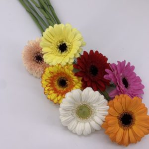 Gerbera im Schnitt
